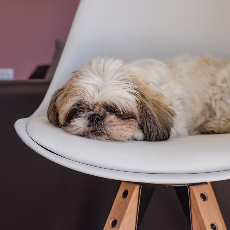 Vacanze pet friendly